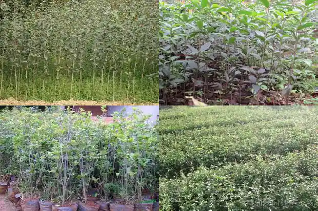 桂花树结果了好吗1685753239420