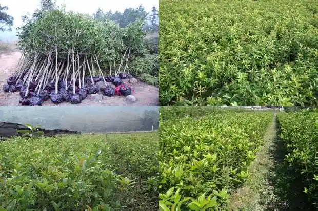 桂花树结果了好吗1685753239467