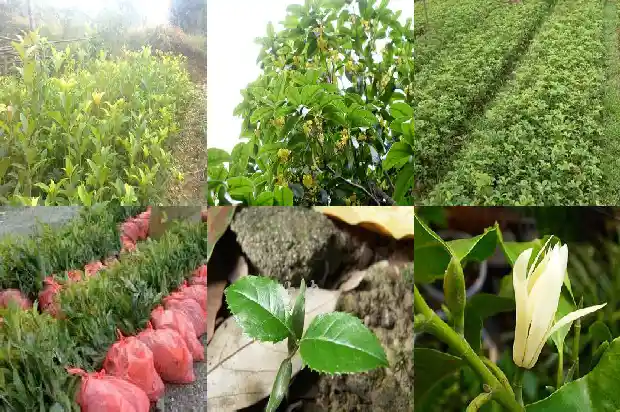 四季桂是不是桂花1685753249319