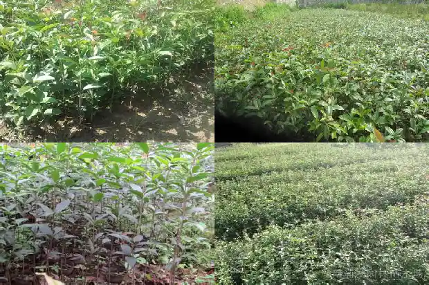 桂子是不是桂花1685753259295
