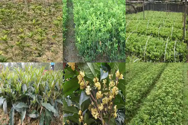 桂花与桂子的区别1685753266801
