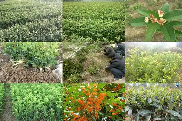 桂花中四季桂花好不好看1685753276013