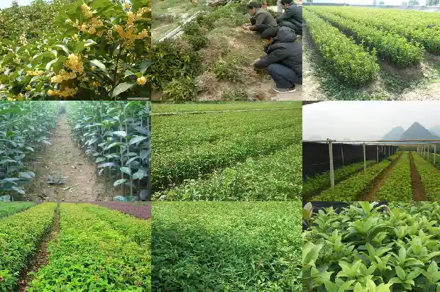 桂花中四季桂花好不好看1685753276060