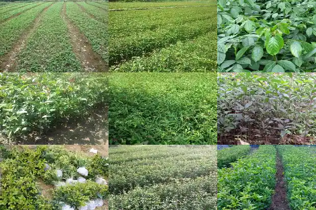 十公分桂花树批发价格1689577333191