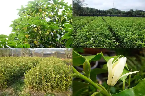 四季桂和桂花1685753287585