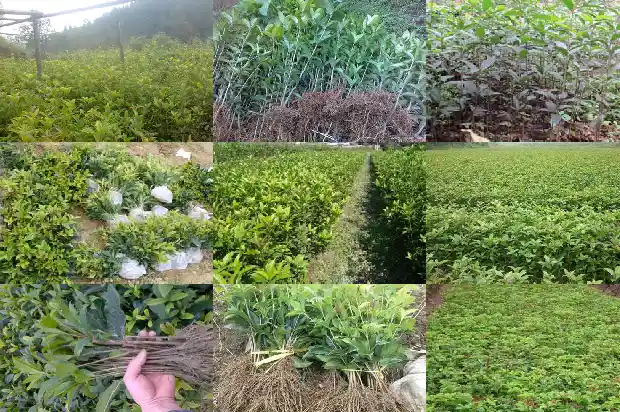 四季桂和桂花1685753287631