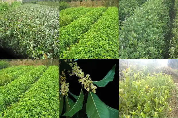 花瓶桂花树价格多少钱1685753295167