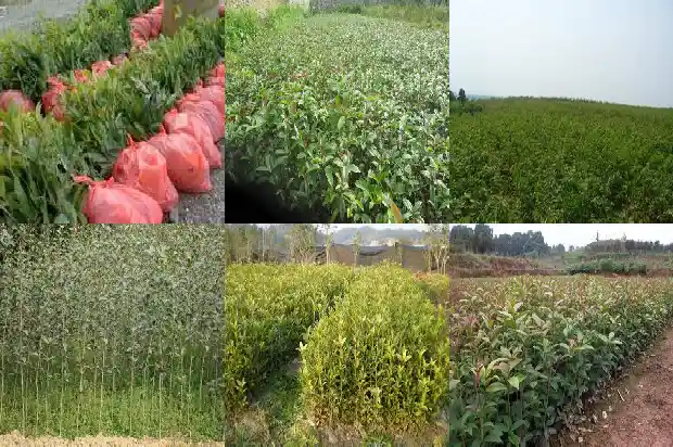 花瓶桂花树价格多少钱1685753295214