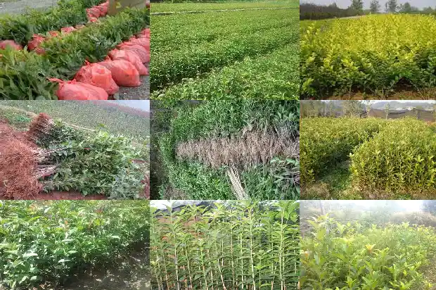 什么桂花不可以吃1689576964590