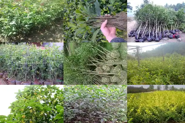 开花最多的桂花品种有哪些1685753322354