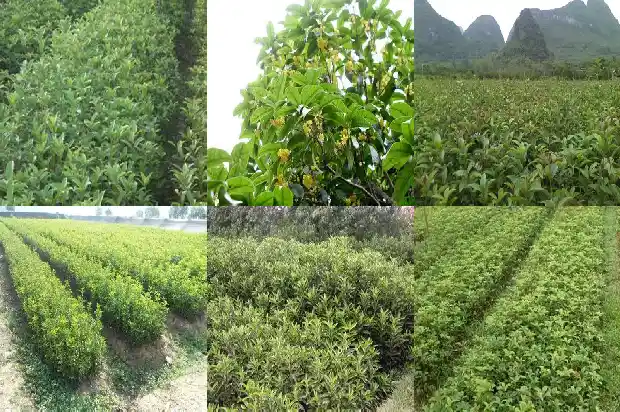 哪种桂花开花多又好看1685753332567