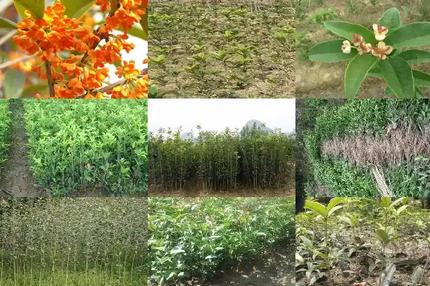桂花品种有多少1685753396216