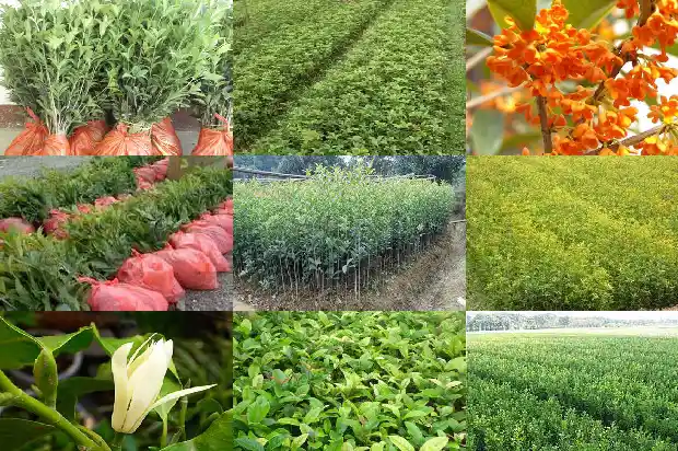 丛生桂花是乔木还是灌木植物1685753403710