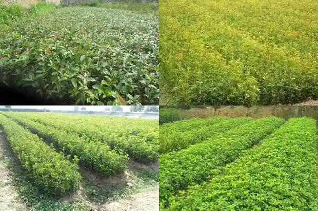 小型桂花树盆栽1685753415922