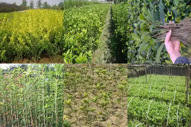 小型桂花树盆栽1685753415969