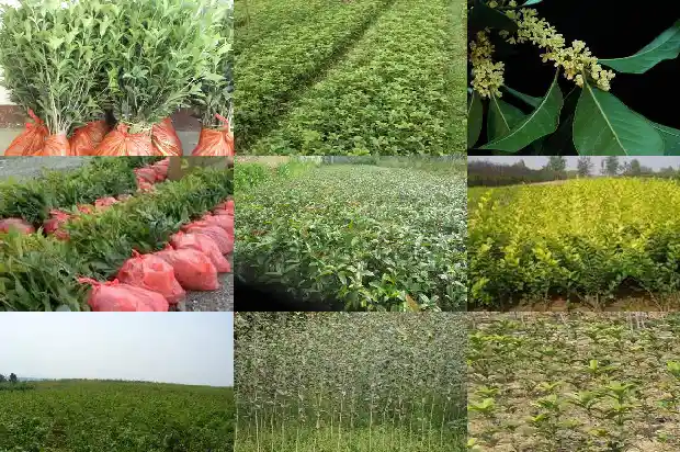 双杆桂花树桩造型1685753425262