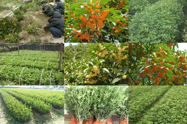 双杆桂花树桩造型1685753425356