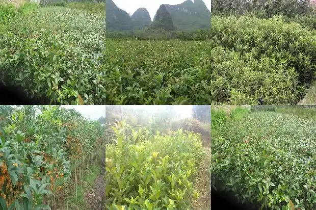 盆景桂花树怎么修剪1685753434926