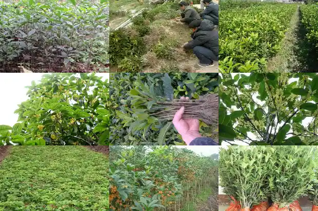 盆景桂花树怎么修剪1685753434973
