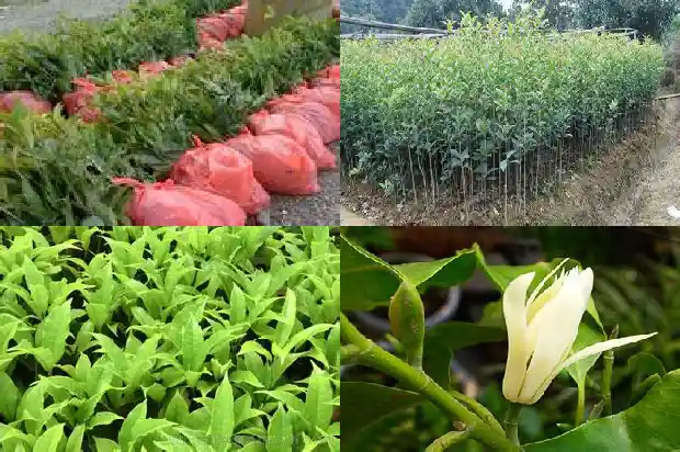 阳台能种桂花树吗风水1689986022399