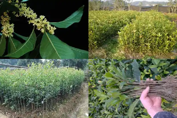 丛生的桂花一般什么品种好1685753442618