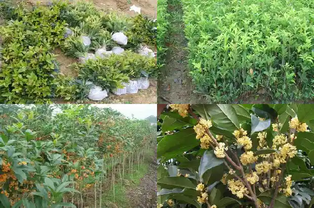 丛生的桂花一般什么品种的1685753452407