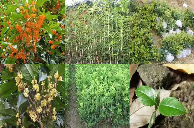 丛生的桂花一般什么品种的1685753452501