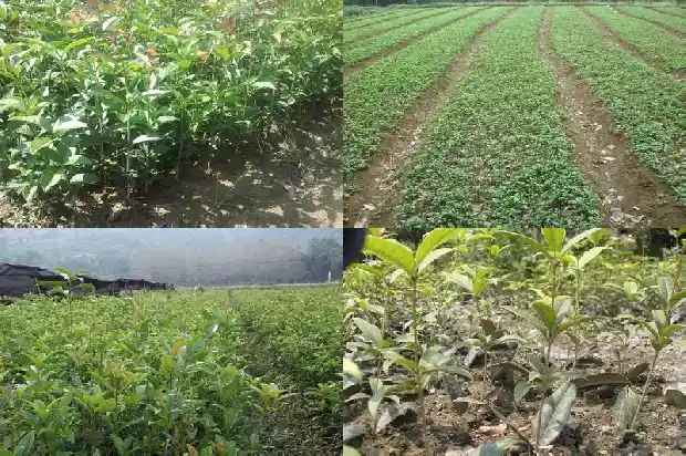 丛生桂花胸径一般多大1685753464515