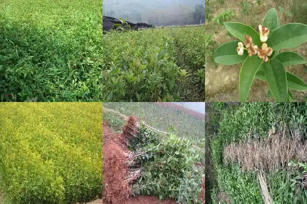 单丛桂花香怎么弄的桂花香1685753479559
