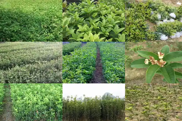 乌岽单丛桂花香1685753498645