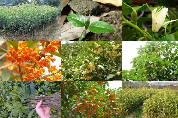 10公分左右桂花树多少钱一棵1689640523092