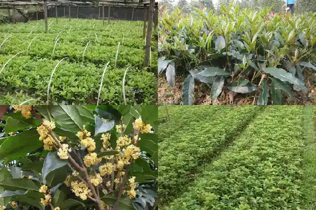 单丛茶桂花香的味怎么样1685753517825