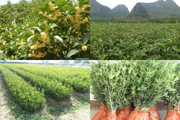 单丛茶桂花香与银花香区别1685753533096