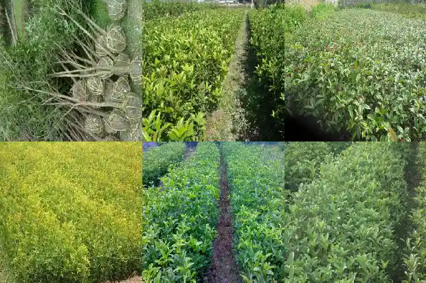 单丛茶桂花香与银花香区别1685753533143