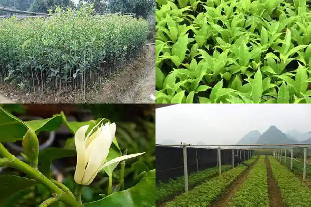 桂花一年开几次花花期是多久1690504224731
