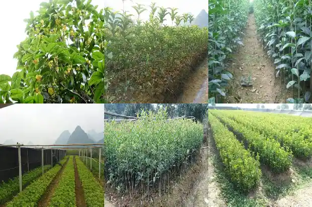 蒲公英加桂花有对身体有什么好处1689381488558