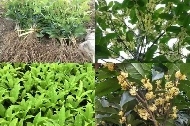桂花丛生好还是独杆好养1685753583730