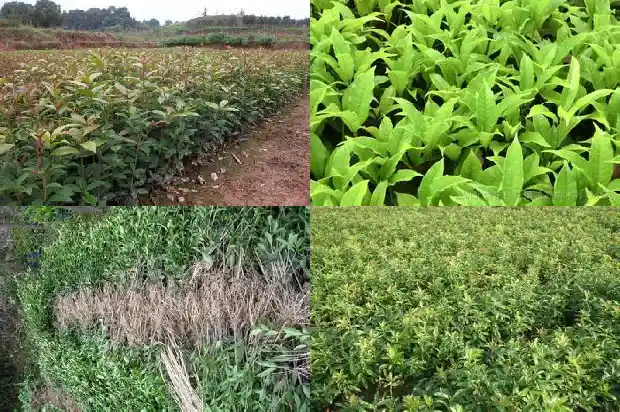 又是一年桂花开的说说心情句子1688793087699
