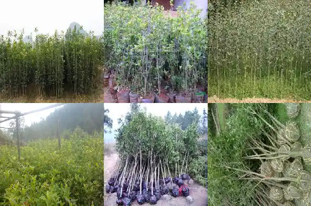 单杆桂花和多杆桂花哪个好看一点呢1685753615066