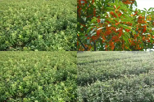 单杆桂花和多杆桂花哪个好看一点呢1685753615113