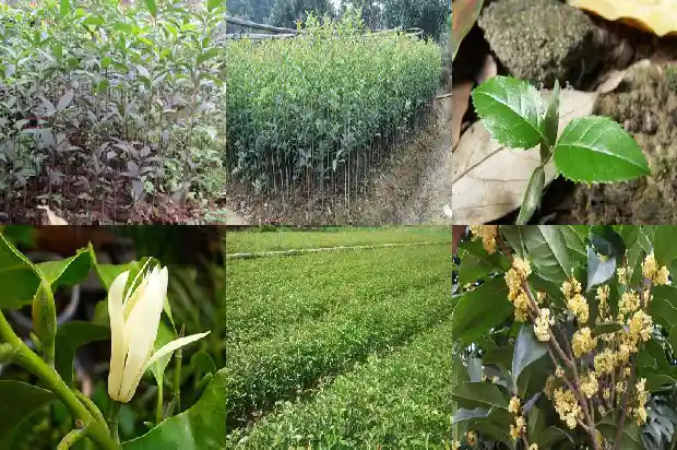 单杆桂花和多杆桂花哪个好看一点呢1685753615207