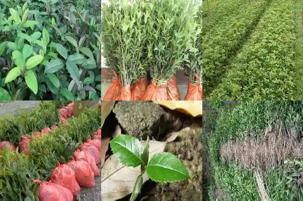 桂花树杆怎么才让他长高呢1685753656101
