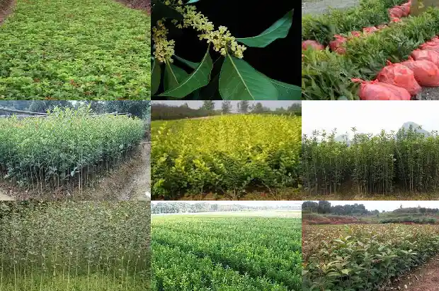桂花是阳生植物吗1685753682681