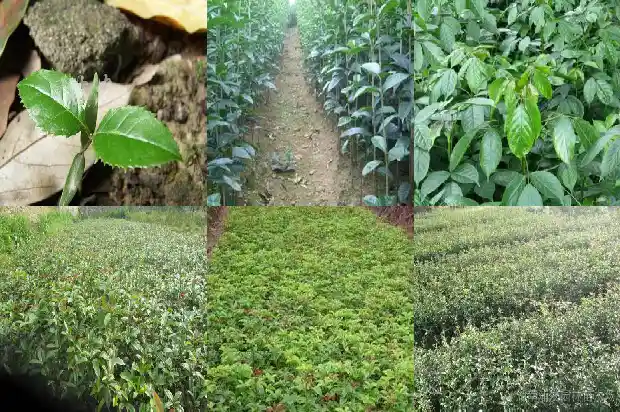 桂花是阳生植物吗1685753682728