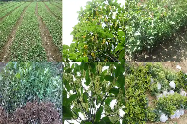 桂花是阳生植物吗1685753682775