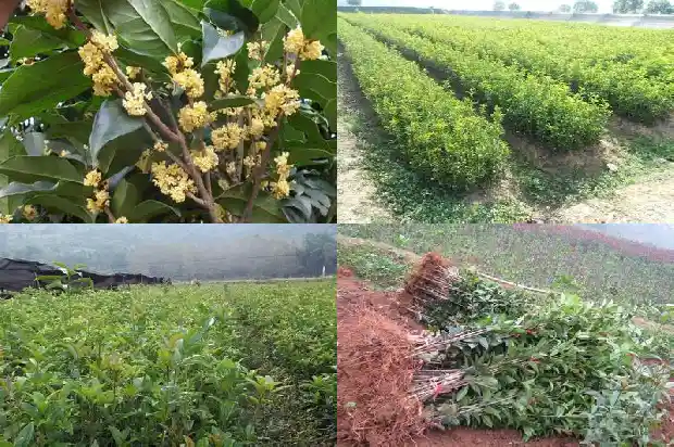 丛生桂花是常绿还是落叶呢1685753695953
