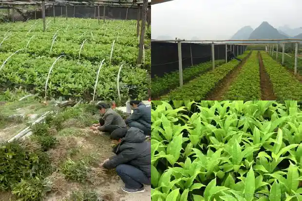 丛生桂花是常绿还是落叶呢1685753696047