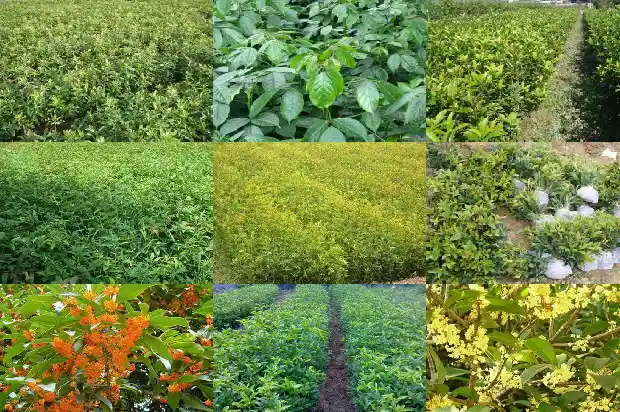 桂花是常绿吗1685753707357