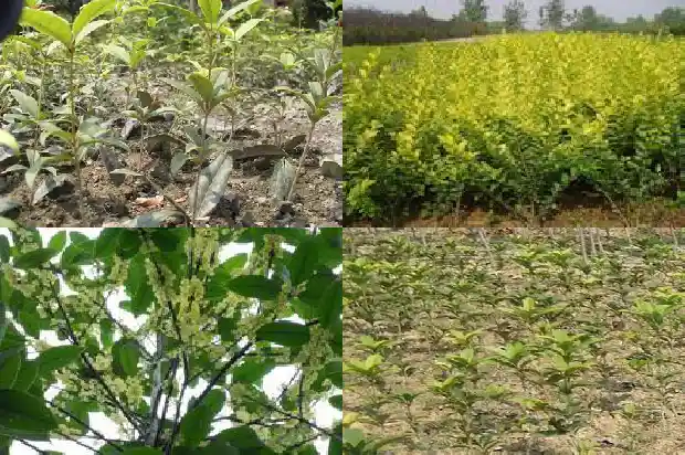 桂花是常绿吗1685753707403