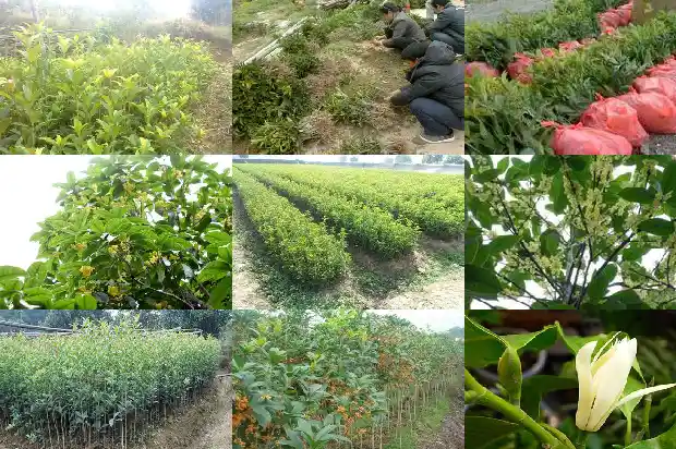 桂花是常绿吗1685753707450